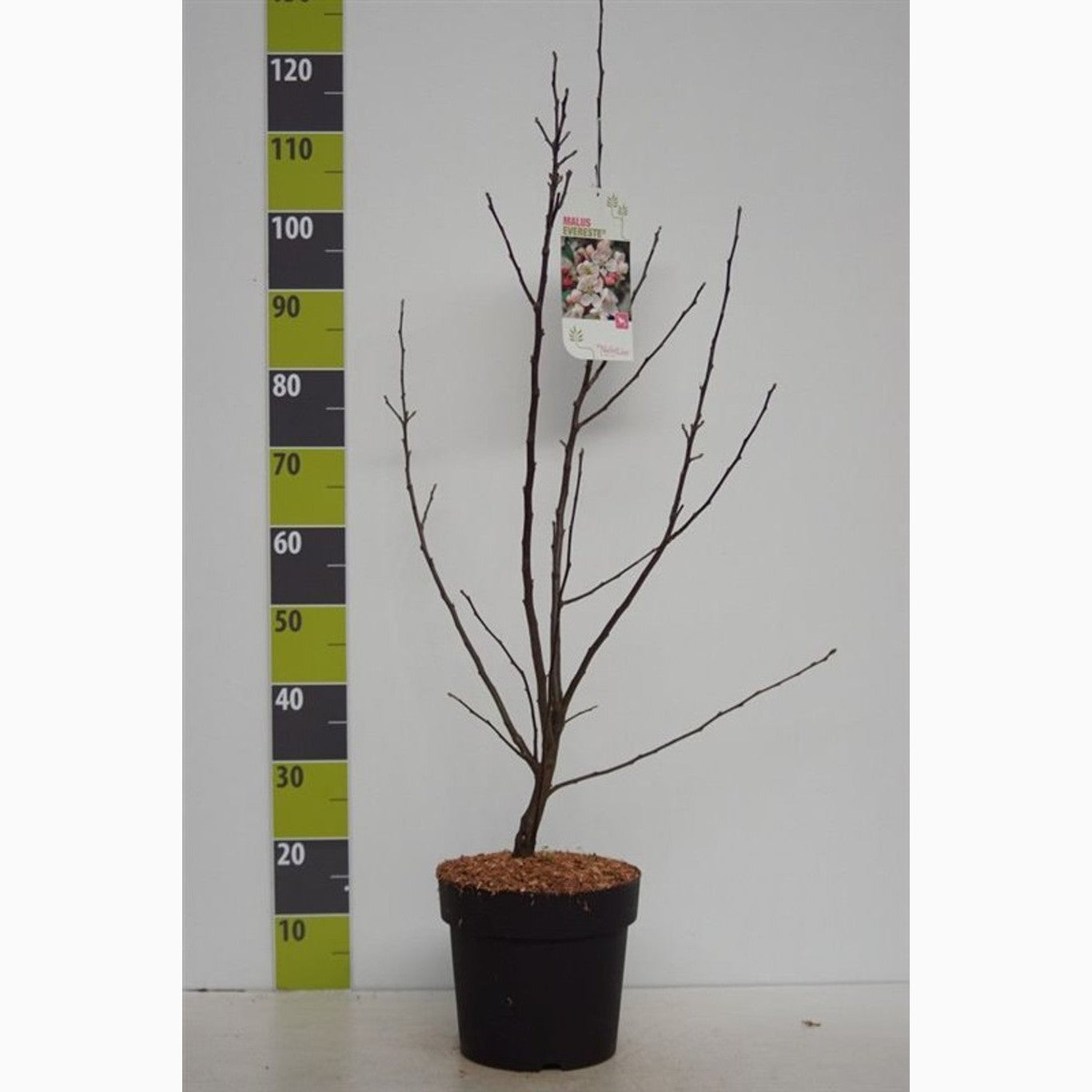 Äpple – Malus 'Evereste' - C7 80-100 CM